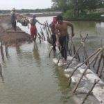 Mayat Siapa Ini? Ditemukan Tanpa Kaki Di Areal Tambak