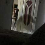 Seekor Anjing Sakit Hati, Begini Kisahnya...