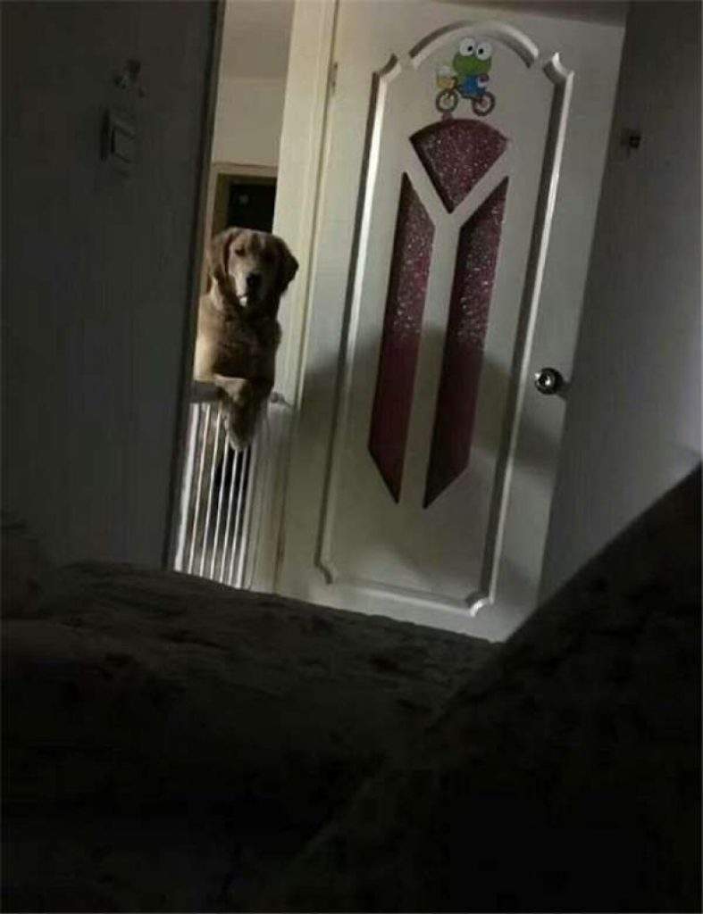 Seekor Anjing Sakit Hati, Begini Kisahnya...