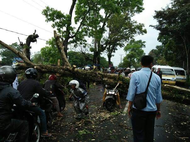Pohon Tumbang, Jalur Jabar - Jateng Terputus Tiga Jam Pohon Tumbang, Jalur Jabar - Jateng Terputus Tiga Jam