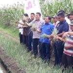 Dirjen Holtikultura & Wakil Anggota DPR RI Panen Raya Bawang Di Losari