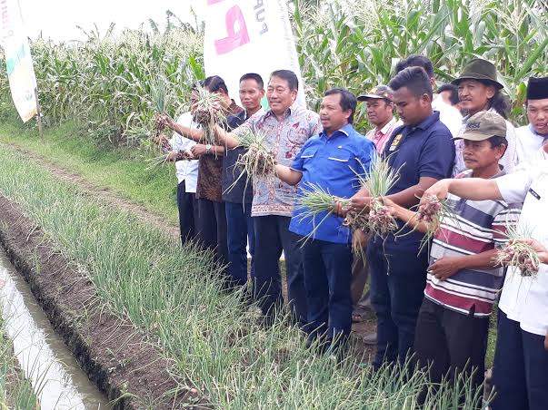 Dirjen Holtikultura & Wakil Anggota DPR RI Panen Raya Bawang Di Losari Dirjen Holtikultura & Wakil Anggota DPR RI Panen Raya Bawang Di Losari