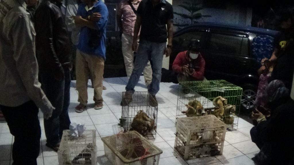 Dipelihara Warga, 14 Kukang dan 2 Alap-alap Diamankan Polisi Dipelihara Warga, 14 Kukang dan 2 Alap-alap Diamankan Polisi