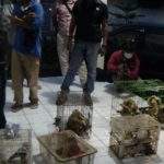 Dipelihara Warga, 14 Kukang dan 2 Alap-alap Diamankan Polisi