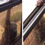 Wow!! Beberapa Orang Lebih Mementingkan Update Di Medsos, Dibandingkan Menyelamatkan Nyawa Seseorang