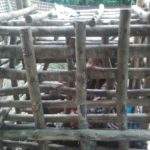 Ini Cara Polsek Gunungtanjung Tangani Warga Sakit Jiwa