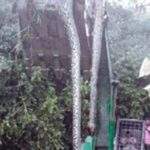 Kita Kenali Beberapa Reptil Terbesar, Setelah Viral Piton Telan Akbar