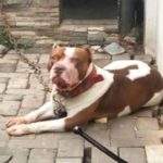 Sasa Tewas Diterkam Anjing Pitbul Milik Keluarganya