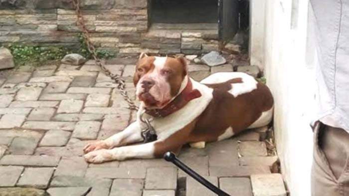 Sasa Tewas Diterkam Anjing Pitbul Milik Keluarganya Sasa Tewas Diterkam Anjing Pitbul Milik Keluarganya