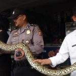 Ular Sanca Tiga Meter Gegerkan Warga Tasik