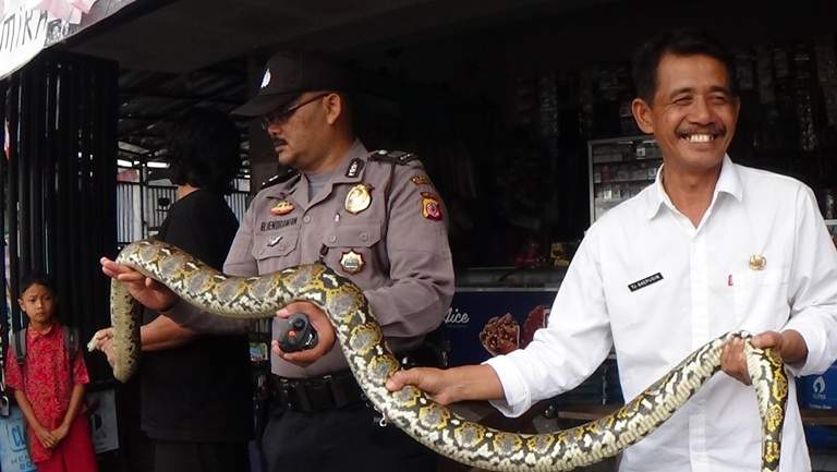 Ular Sanca Tiga Meter Gegerkan Warga Tasik