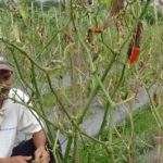 Kekeringan, Petani Cabai di Tasik Menelan Kerugian Hingga Puluhan Juta