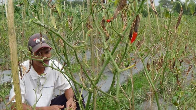 Kekeringan, Petani Cabai di Tasik Menelan Kerugian Hingga Puluhan Juta