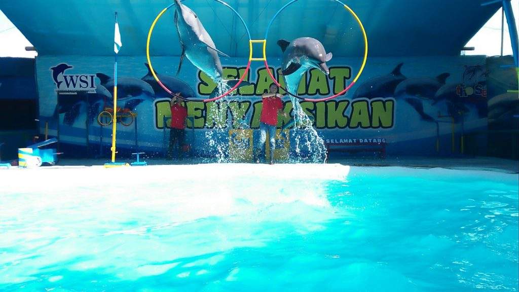 Masyarakat Sangat Antusias Sambut Pentas Lumba-lumba