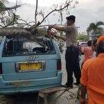 Angin Besar Landa Kabupaten Cirebon, Dua Pohon Tumbang