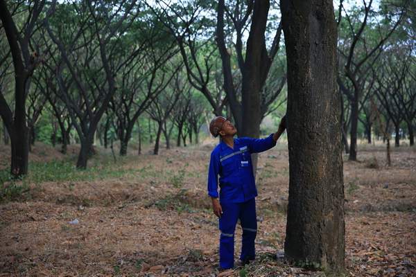 Indocement, Selain Tengah Kembangkan Embung Kini Reklamasi Zona Penyangga Juga