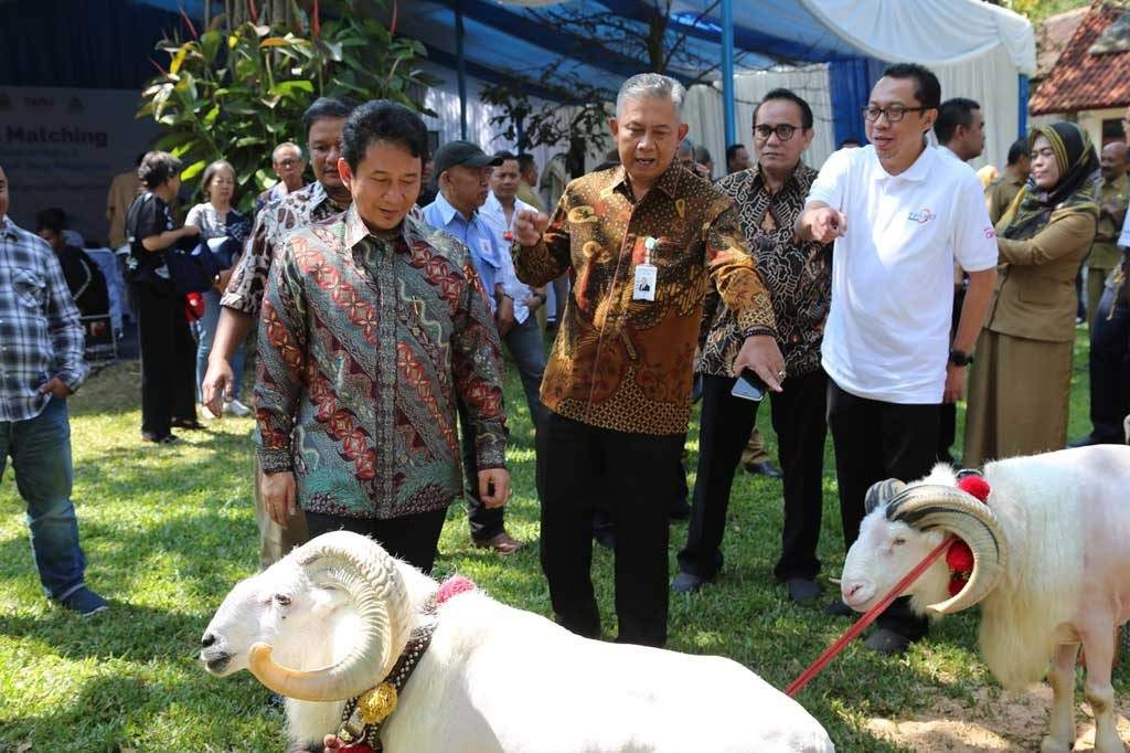 bank bjb Gulirkan Business Matching Pengembangbiakan Domba Di Garut