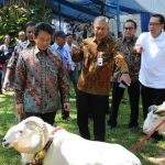 bank bjb Gulirkan Business Matching Pengembangbiakan Domba Di Garut