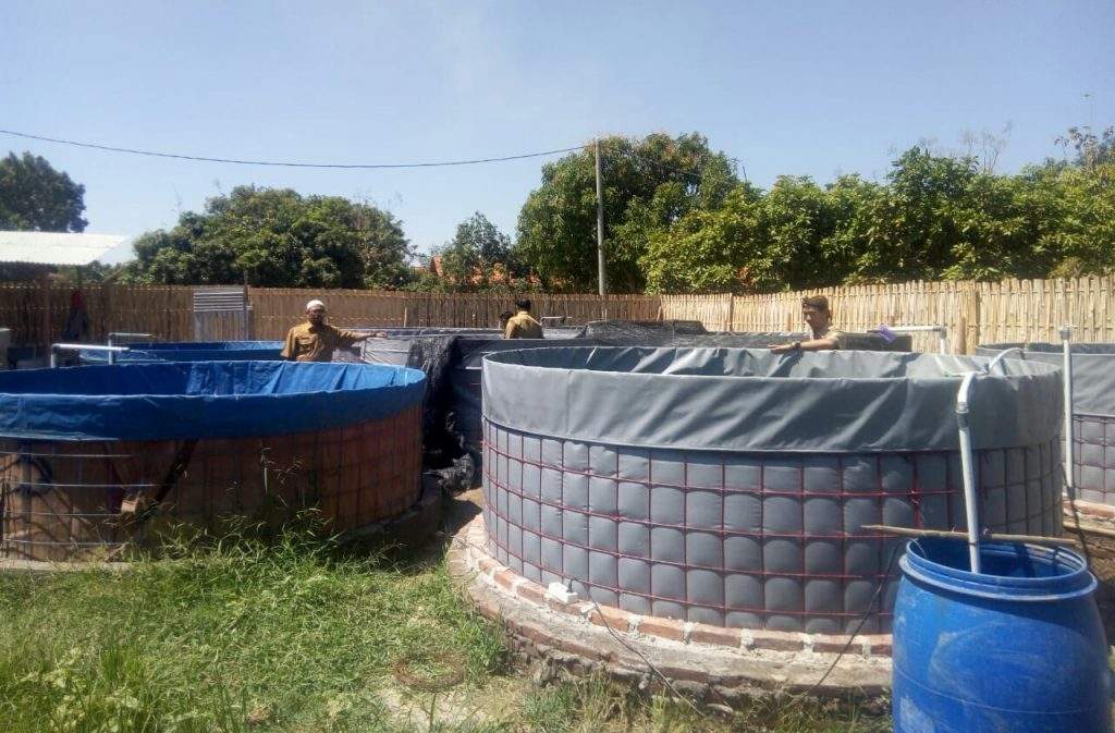 Desa Tambelang Kembangkan Budidaya Lele Pakai Dana Desa