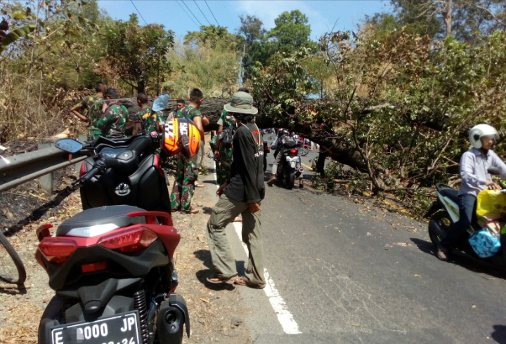 Pohon Raksasa Tumbang, Jalur Cirebon - Bandung Via Sumedang Lumpuh!