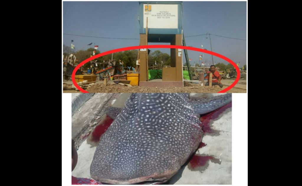 Mengungkap Misteri Ikan Raksasa 'Geger Lintang' di Desa Ambulu, Kenapa Dikubur Layaknya Manusia Mengungkap Misteri Ikan Raksasa 'Geger Lintang' di Desa Ambulu, Kenapa Dikubur Layaknya Manusia