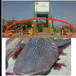 Mengungkap Misteri Ikan Raksasa 'Geger Lintang' di Desa Ambulu, Kenapa Dikubur Layaknya Manusia