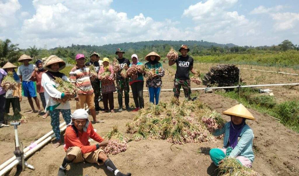 Satgas Yonif 300/Bjw Panen Bawang Merah Bareng Warga Papua Satgas Yonif 300/Bjw Panen Bawang Merah Bareng Warga Papua