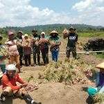 Satgas Yonif 300/Bjw Panen Bawang Merah Bareng Warga Papua