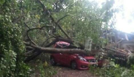 Bogor Diguncang Hujan Angin: 1 Mobil Ringsek Tertimpa Pohon Tumbang