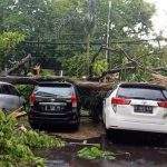 Pohon Besar di Depan Hotel Kedaton Tumbang! 3 Mobil Ringsek
