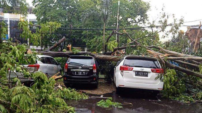 Pohon Besar di Depan Hotel Kedaton Tumbang! 3 Mobil Ringsek