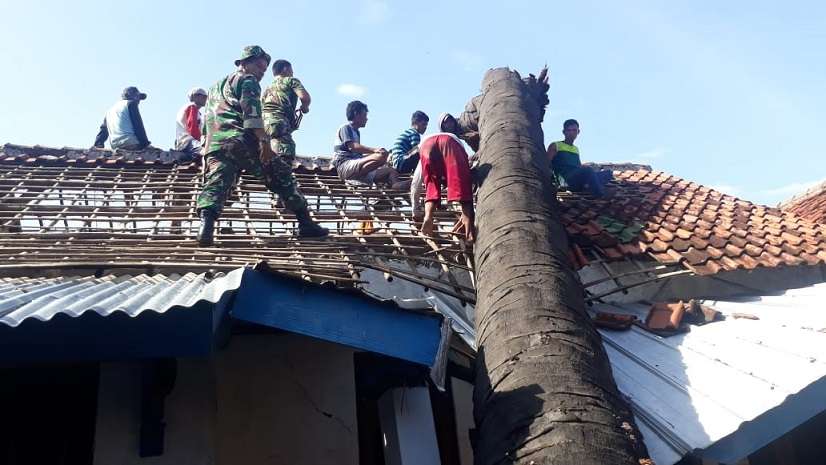 Pohon Kelapa Raksasa di Playangan Tumbang, 2 Rumah Rusak Berat