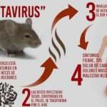 Belum Tuntas Corona, Ada Lagi 'Virus Hanta' yang Tewaskan Warga