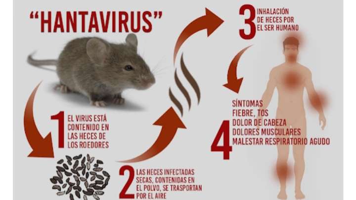 Belum Tuntas Corona, Ada Lagi 'Virus Hanta' yang Tewaskan Warga Belum Tuntas Corona, Ada Lagi 'Virus Hanta' yang Tewaskan Warga