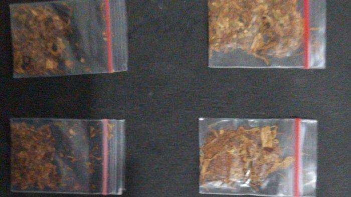 Seorang Pria di Cikampek Diciduk Polisi, "Main" Tembakau Gorila