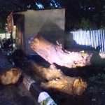 Diguyur Hujan, Pohon Raksasa di Samping Rumdin Wawali Cirebon Tumbang