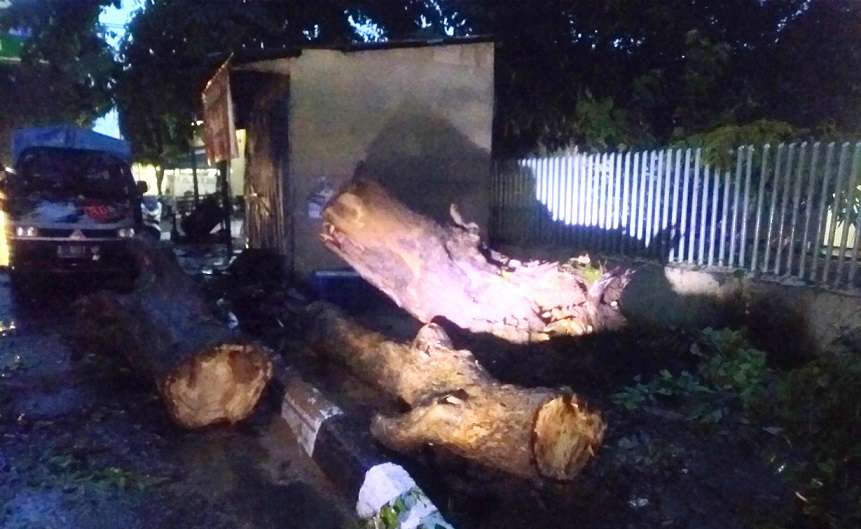 Diguyur Hujan, Pohon Raksasa di Samping Rumdin Wawali Cirebon Tumbang