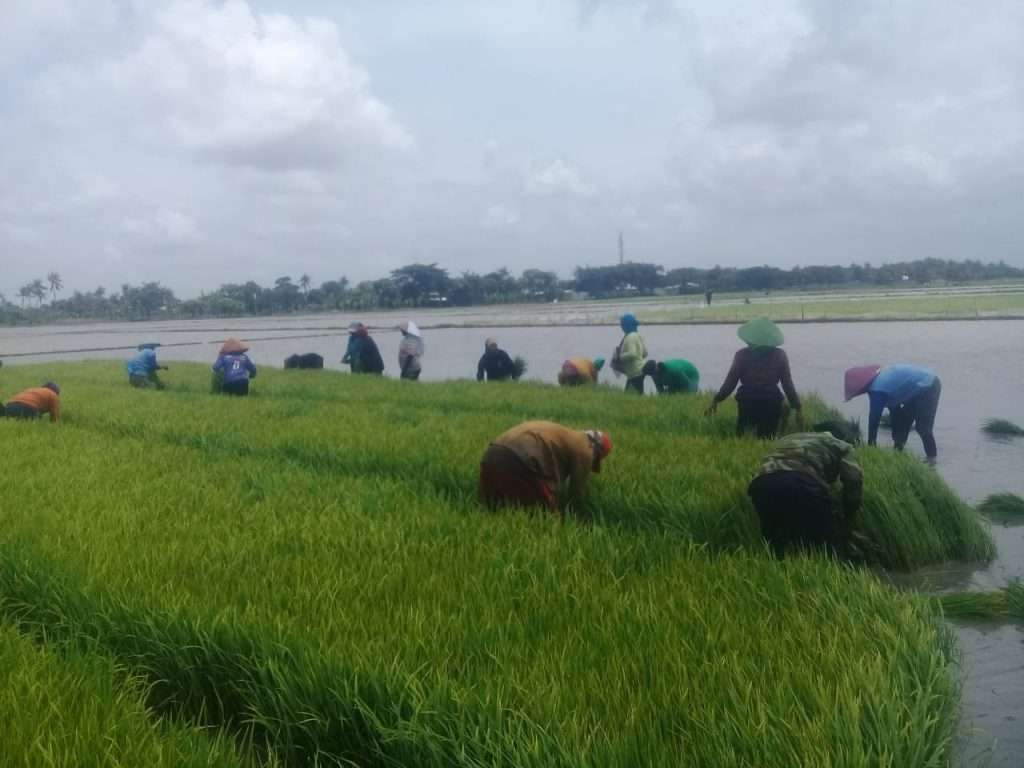 Idrom Janjikan Petani Bisa "Nyawah" Dua Kali
