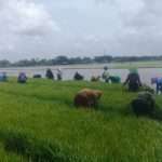 Idrom Janjikan Petani Bisa "Nyawah" Dua Kali