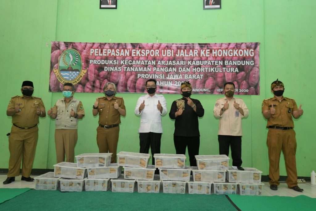 Gubernur Jabar Lepas Ekspor 30 Ton Ubi Jalar Bandung ke Hong Kong