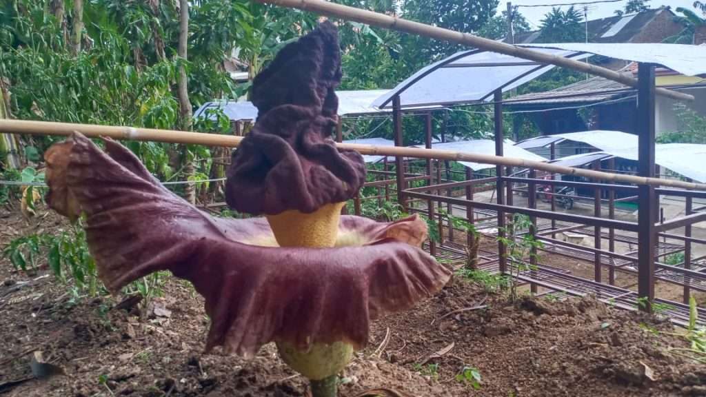 Bunga Bangkai Tumbuh di Taman Lockdown, Jadi Perhatian Warga Bunga Bangkai Tumbuh di Taman Lockdown, Jadi Perhatian Warga