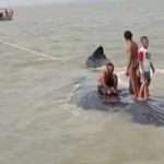 Paus Mati Terdampar Di Cirebon Jadi 'Dolanan' Warga