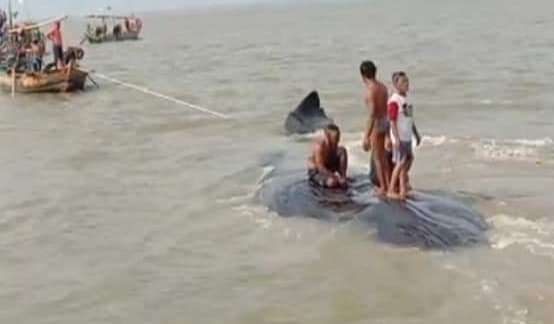 Paus Mati Terdampar Di Cirebon Jadi 'Dolanan' Warga Paus Mati Terdampar Di Cirebon Jadi 'Dolanan' Warga