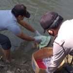 Tega! Bayi Baru Lahir Dibuang ke Sungai Ciberes