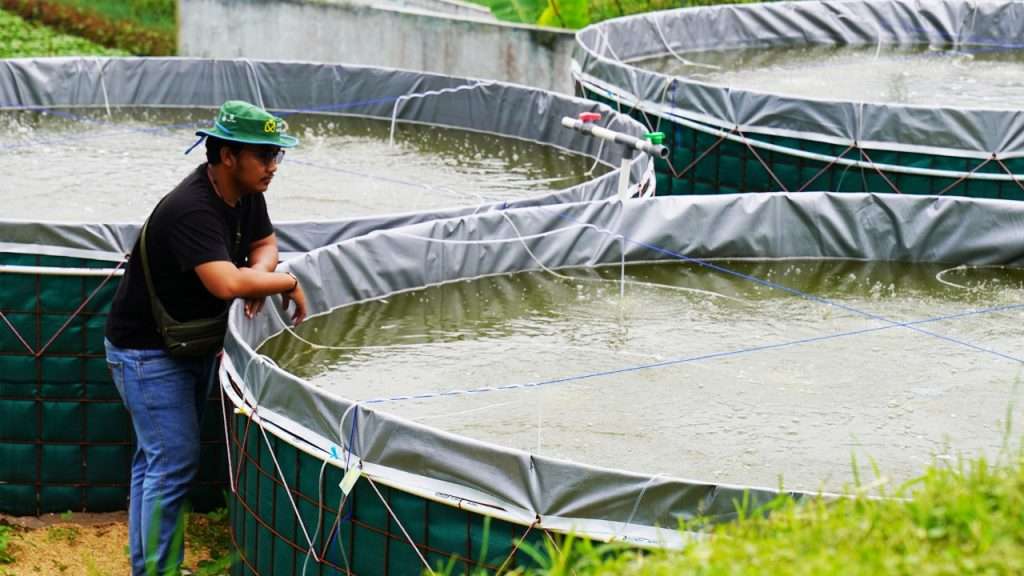 PETANI MILENIAL JUARA! Pelatihan Budidaya Ikan Terarah & Selaras