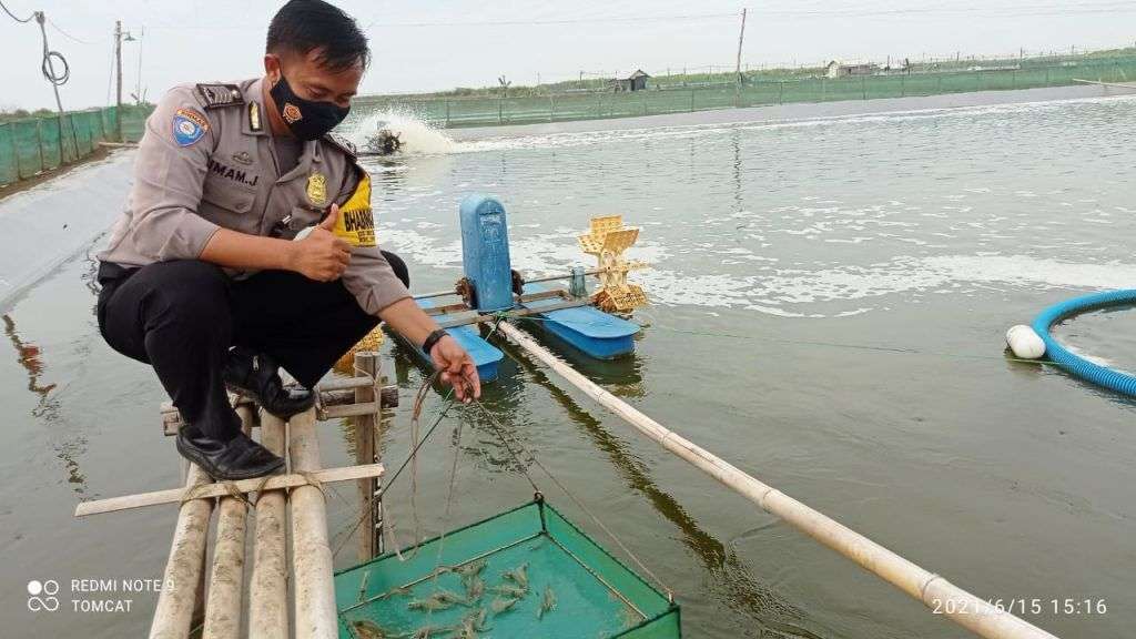 Inovatif! Bhabinkamtibmas Polsek Pangenan Ini Terapkan Budidaya Udang Vaname Ramah Lingkungan