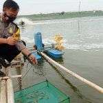 Inovatif! Bhabinkamtibmas Polsek Pangenan Ini Terapkan Budidaya Udang Vaname Ramah Lingkungan