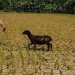 Antisipasi Bencana Kekeringan, Camat Cibarusah Koordinasi dengan BPBD