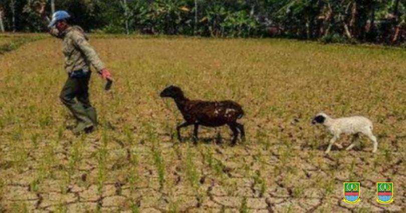 Antisipasi Bencana Kekeringan, Camat Cibarusah Koordinasi dengan BPBD