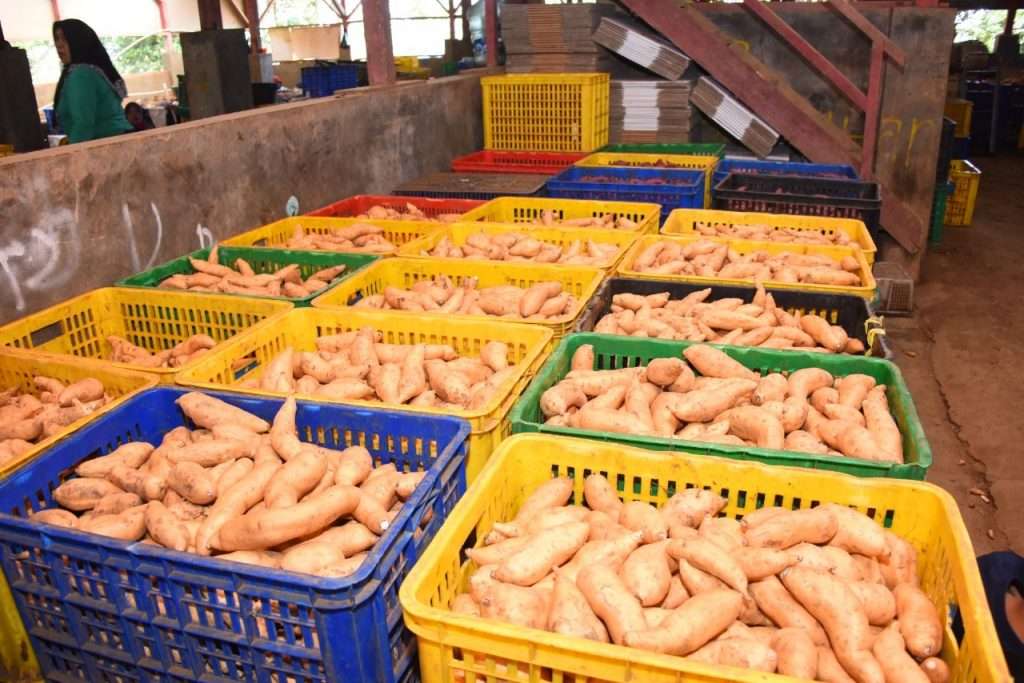 Ubi Jalar Jabar Tembus Pasar Singapura Pak Uu Kawal Pengiriman Perdana 10 Ton